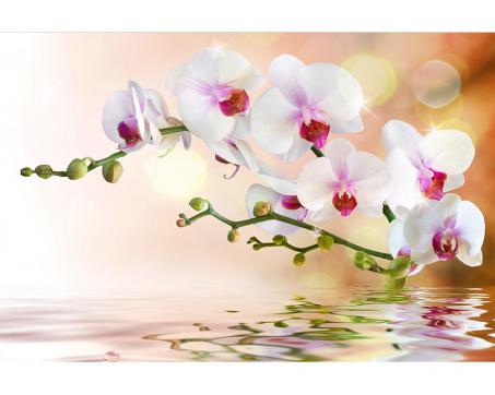 Fototapeta MS-5-0147 Biela orchidea 375 x 250 cm