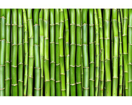 Fototapeta MS-5-0165 Bambus 375 x 250 cm