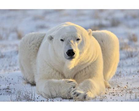 Fototapeta MS-5-0220 Ľadový medveď 375 x 250 cm