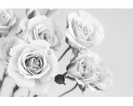 Fototapeta MS-5-5505-SK Ruže čiernobiele 375 x 250 cm