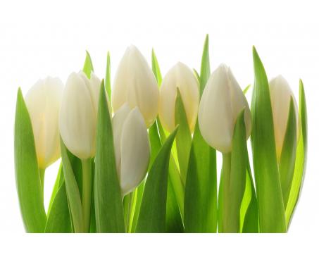 Fototapeta MS-5-5548-SK Biele tulipány 375 x 250 cm