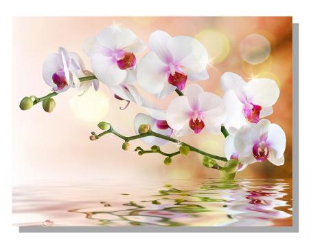 Obrazy na plátne Dimex - Biela orchidea 100 x 75 cm