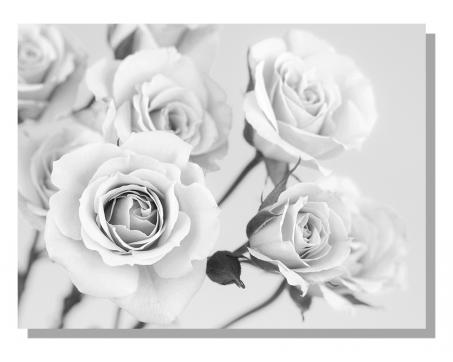 Obrazy na plátne Dimex - Ruže čiernobiele 100 x 75 cm