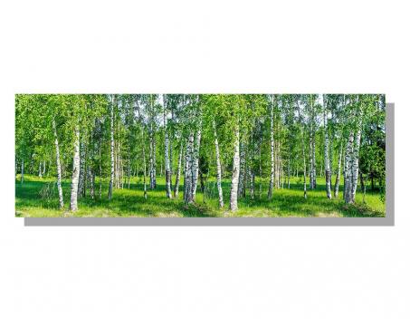 Obrazy na plátne Dimex - Brezový les 150 x 50 cm