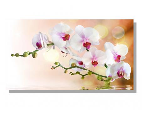 Obrazy na plátne Dimex - Biela orchidea 90 x 50 cm