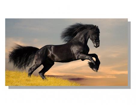 Obrazy na plátne Dimex - Čierny kôň 90 x 50 cm
