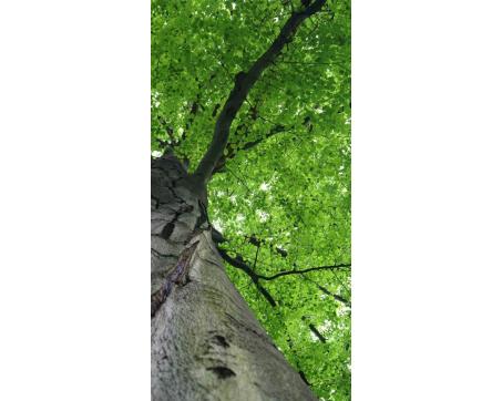 Fototapeta S-534 Koruna stromu 110 x 220 cm