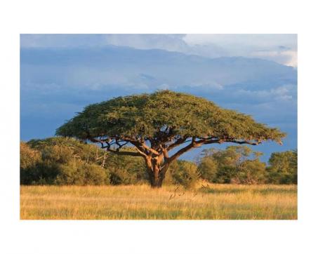 Fototapeta XL-138 Acacia strom 330 x 220 cm, zľava 70%