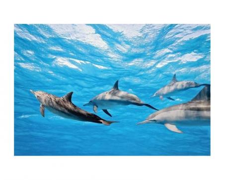 Fototapeta XL-216 Delfíny 330 x 220 cm