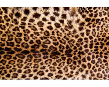 Fototapeta XL-558 Leopardia koža 330 x 220 cm